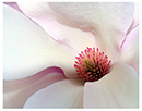 Magnolia - Best in Show and 1st Place at the 2026 Durham Fair