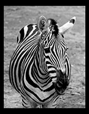 Zebra in Monochrome - 3rd Place at the 2026 Durham Fair